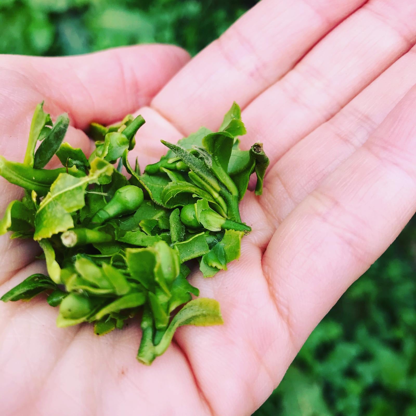 英国唯一の茶園トレゴスナン｜高級英国産紅茶の通販 – Tregothnan tea