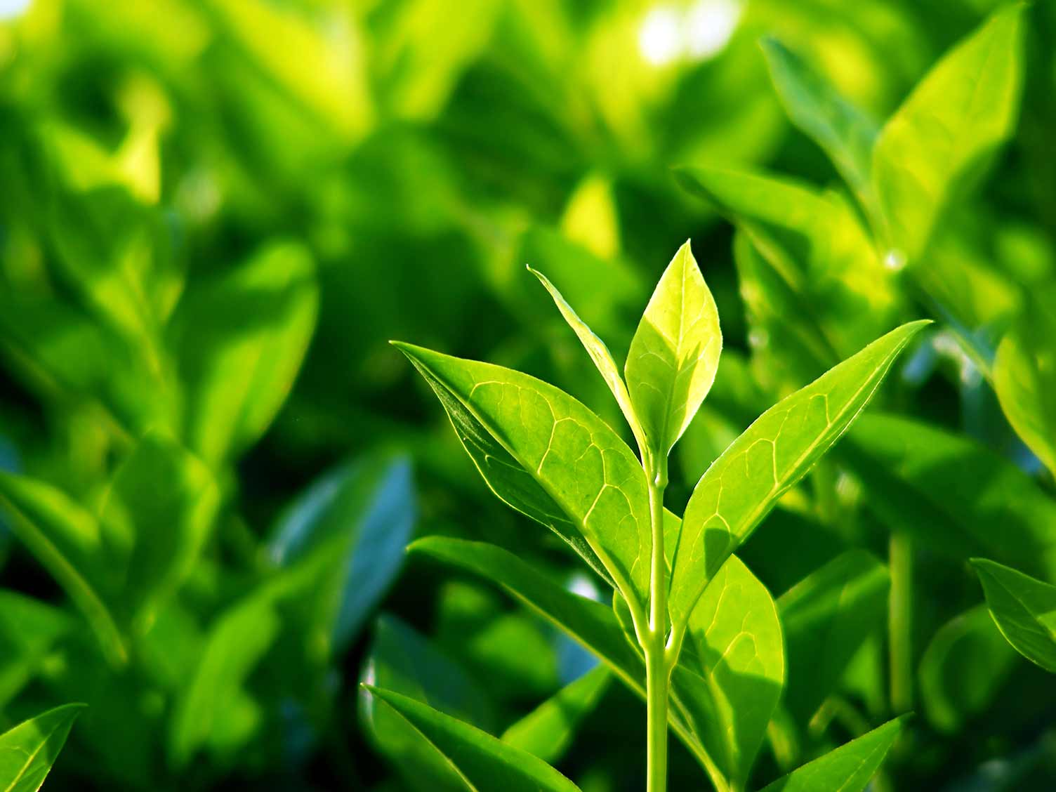 Vibrant young tea leaves basking in sunlight, highlighting fresh growth.